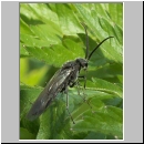 Dolerus sp - Blattwespe 04a 9mm.jpg